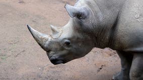 Meet Mumbles! Zoo Atlanta’s big star greets guests