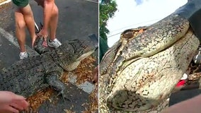 10-foot alligator found underneath car at Tampa apartment complex