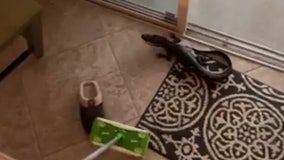 'It's trying to attack the Swiffer!': Florida women find baby gator in home