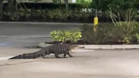 Alligator takes a stroll through Publix parking lot in Florida