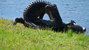 Large alligators wrestle in Lakewood Ranch backyard as mating season gets underway