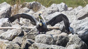 BP spill rescue pelican returns from Georgia to Louisiana