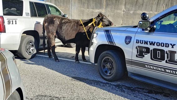 Cow blocks westbound lanes on I-285 in DeKalb, officials say