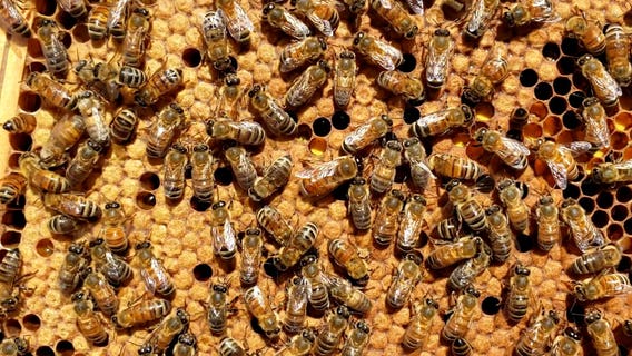 Downtown Atlanta campus truly a 'hive' of activity