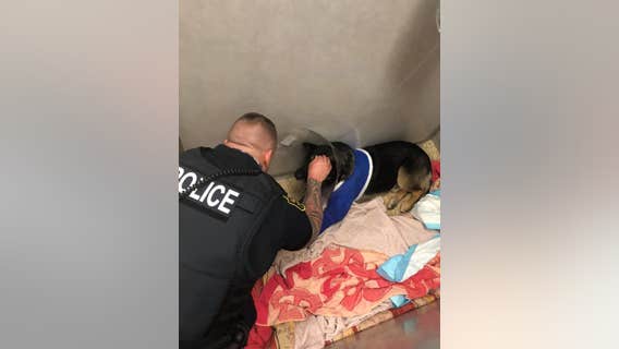 Shot K-9 officer expected to be released Tuesday