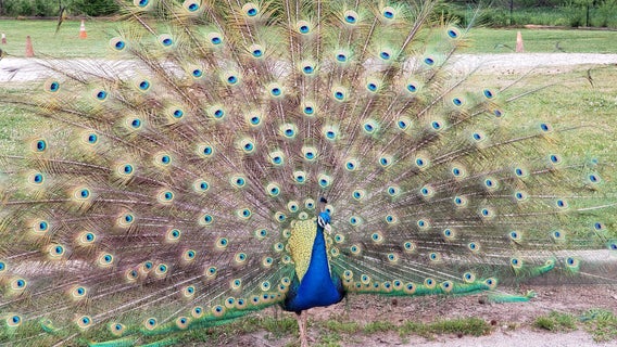 A visit to Locust Grove's Noah’s Ark Animal Sanctuary 