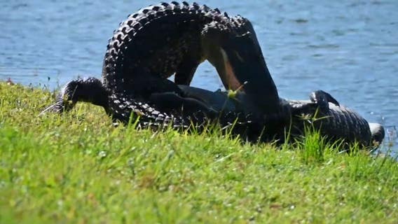 Large alligators wrestle in Lakewood Ranch backyard as mating season gets underway