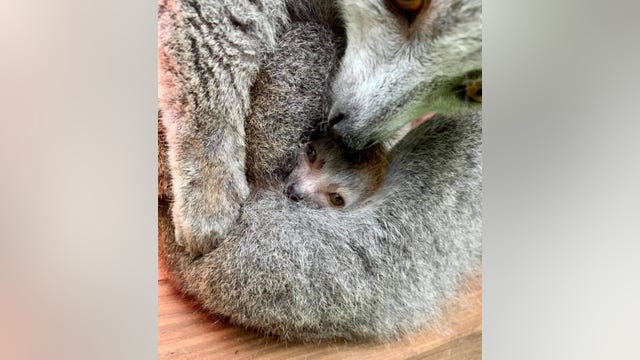 Endangered crowned lemur baby born at Zoo Atlanta
