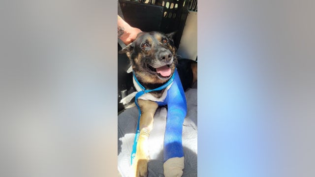 Georgia K-9 officer shot in line of duty released from vet