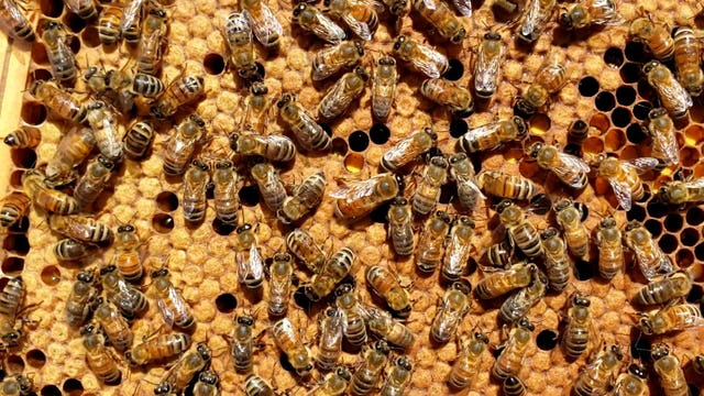 Downtown Atlanta campus truly a 'hive' of activity