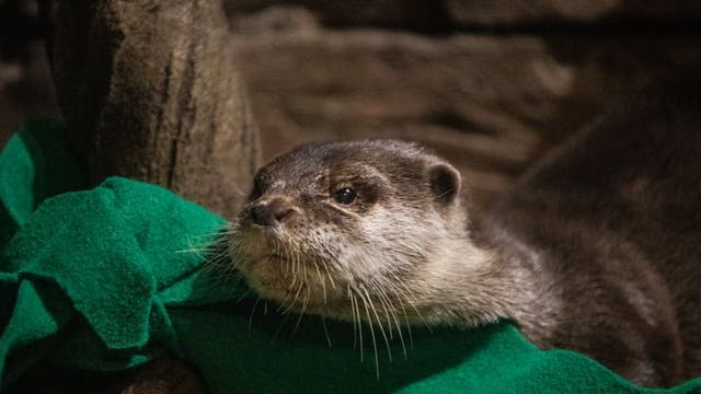 Georgia Aquarium: Otters test positive for virus that causes COVID-19