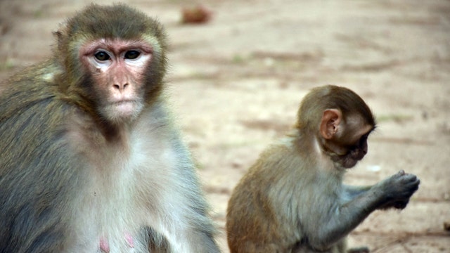 Part human, part monkey: Scientists engineer hybrid embryo in effort to grow organs