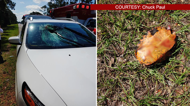 Turtle crashes through windshield of car traveling on I-95
