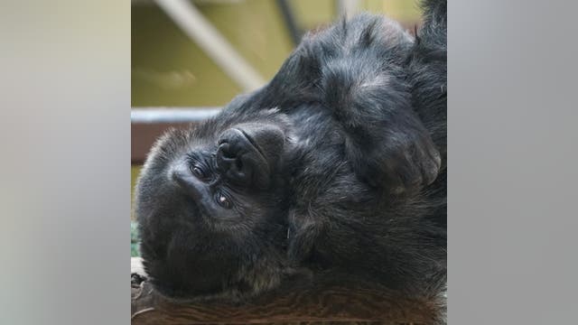 Endangered western lowland gorilla Machi returns to Zoo Atlanta