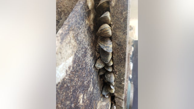 Georgia officials warning about invasive species found on boat