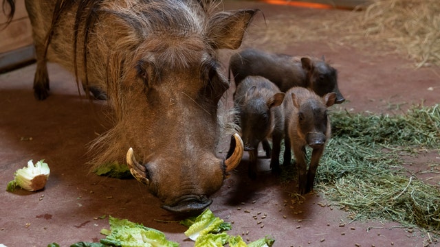 Zoo Atlanta welcomes three new baby warthog piglets