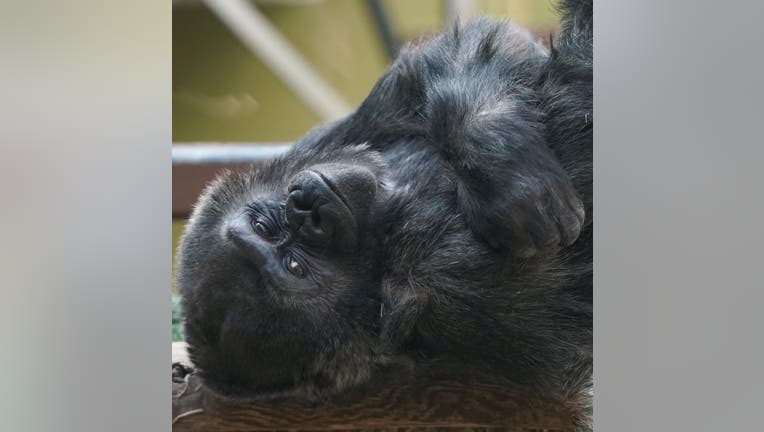 Western lowland gorilla Machi (Credit: Tennessee Trails Photography).