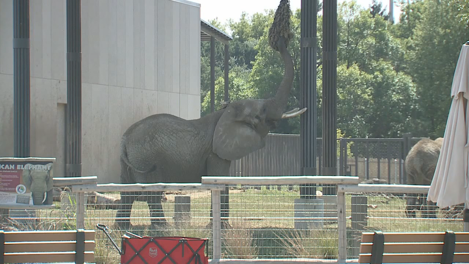 824798e6-6P-GUY-IN-ELEPHANT-ENCLOSURE-AT-ZOO-LIVE-NATVO_WIT_00.01.02.17.png