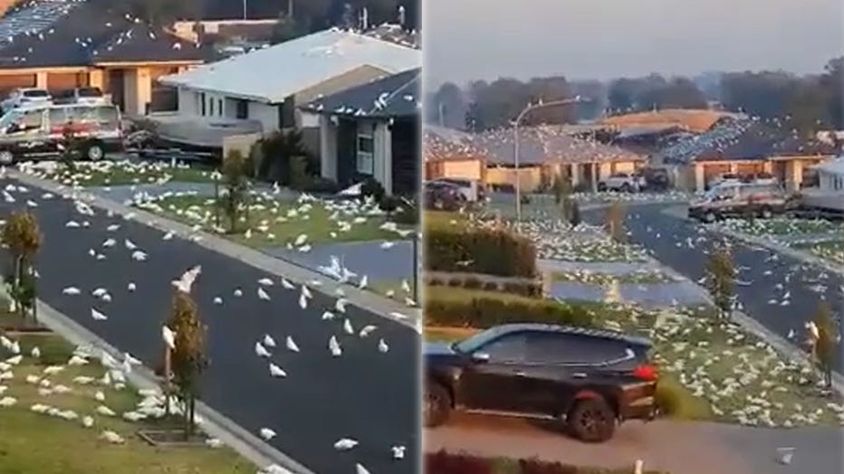 cockatoo birds