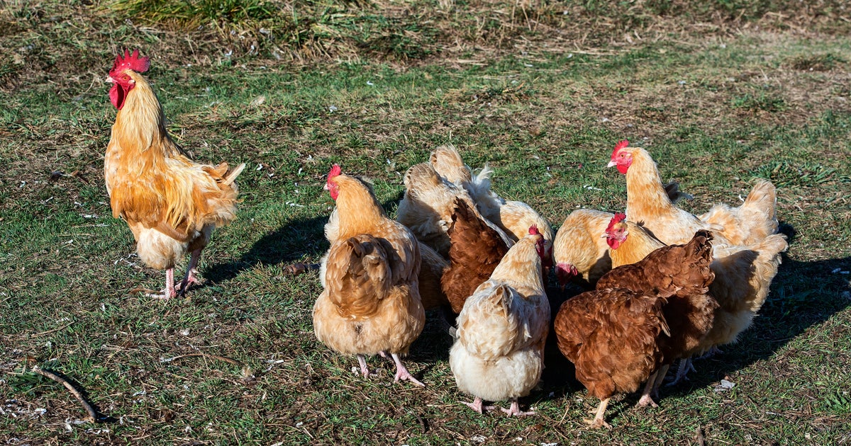Flock Walker Second case of avian flu confirmed in Walker County poultry flock | FOX ...