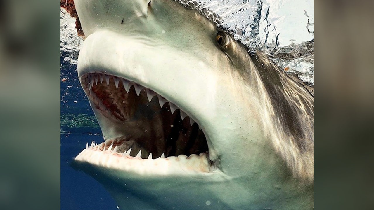 bull shark mouth