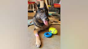 Austell K-9 officer home after leg amputated