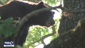 200-pound black bear spotted in a California backyard, triggering shelter-in-place