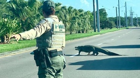 Alligator causes traffic jam on Florida road