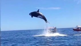 Viral video shows orca's stunning leap during dramatic dolphin hunt