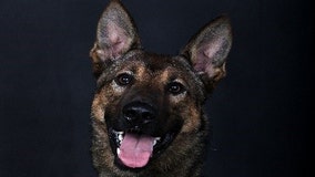 Gwinnett County K-9 dies after battle with cancer, officials say