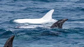 White dolphin spotted swimming off California coast