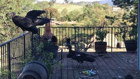 Flock of giant California condors trashes woman’s home