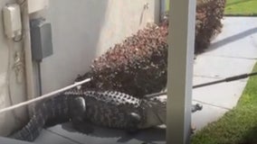 Alligator 'arrested' by deputies after 'suspicious activity' reported in backyard