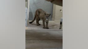 Roaming mountain lion released from Oakland Zoo to South Bay wilderness