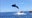 Viral video shows orca's stunning leap during dramatic dolphin hunt