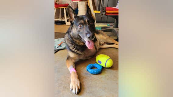 Austell K-9 officer home after leg amputated