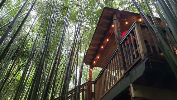 A visit to East Atlanta’s famed alpaca treehouse