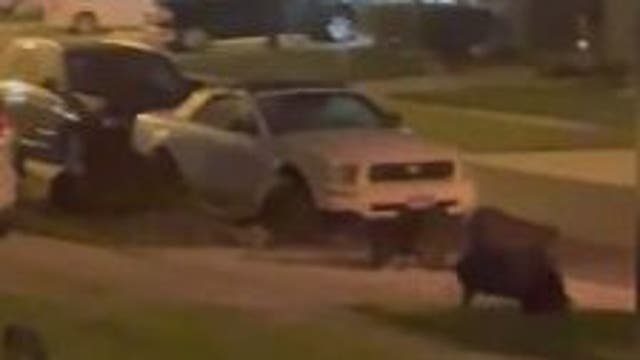 Feral hogs tear up lawns in Orange County, concerning neighbors