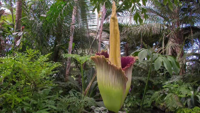 The_Corpse_Flower_Blooms_0_1791901_ver1.0-1.jpg