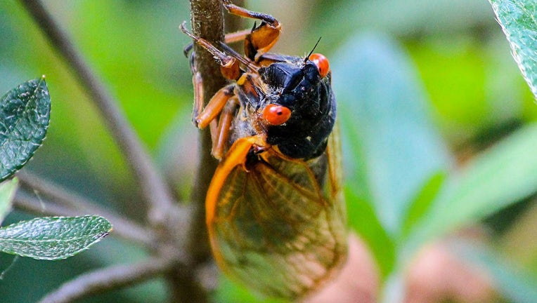 Georgia sheriff: Loud buzz is Brood X cicadas, not alarms
