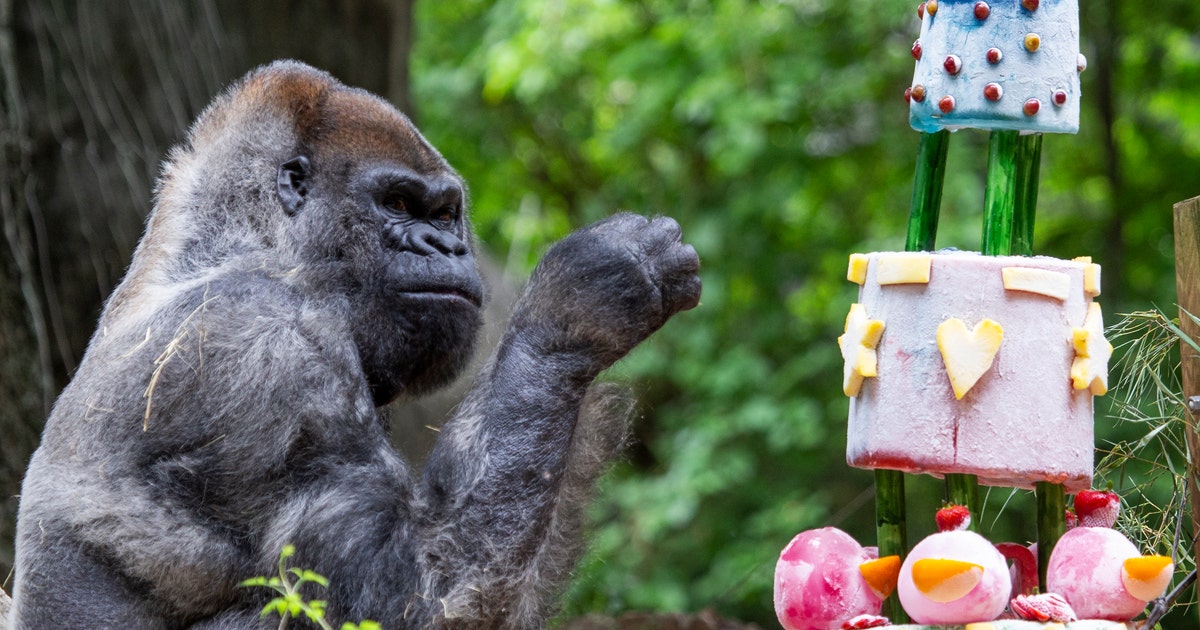 gorilla_ozzie_60th_BDAY_ZA_033