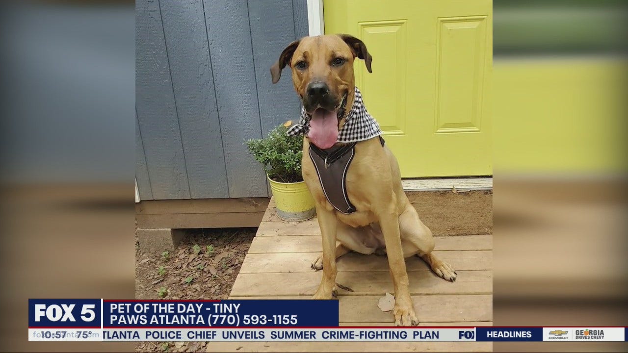 Pet of the Day from PAWS Atlanta