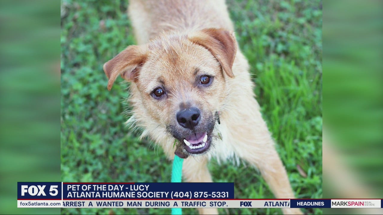 Pet Of The Day From The Atlanta Humane Society