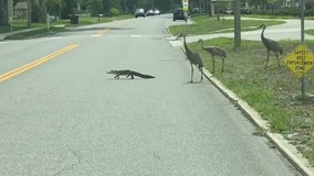 Video: Alligator crosses street trying to escape flock of cranes