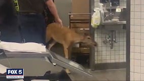 Deer charges into a Publix, sending customers running for cover