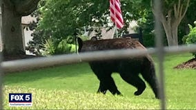 Bear visits Cherokee County subdivision, startles residents