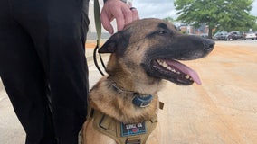 Nonprofit group says veterans with service dogs face hiring challenges