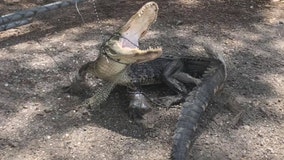 3-legged gator, bound with boxing tape, found outside Tampa sanctuary