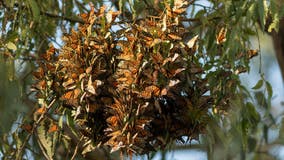 Milkweed planted in California to help monarch butterflies