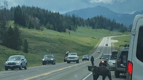 Petition to save Wyoming grizzly bear, Felicia, calls euthanasia ‘absurd’